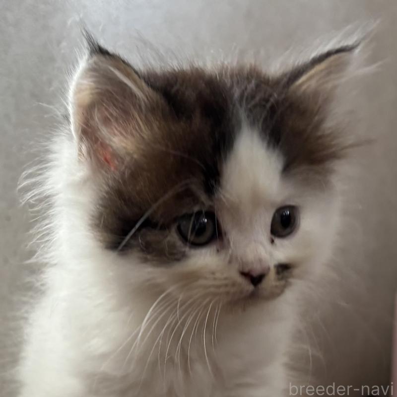 販売中の千葉県のミヌエット-131821の5枚目