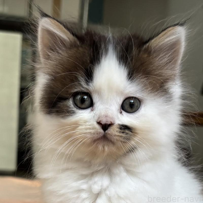 販売中の千葉県のミヌエット-131821の4枚目