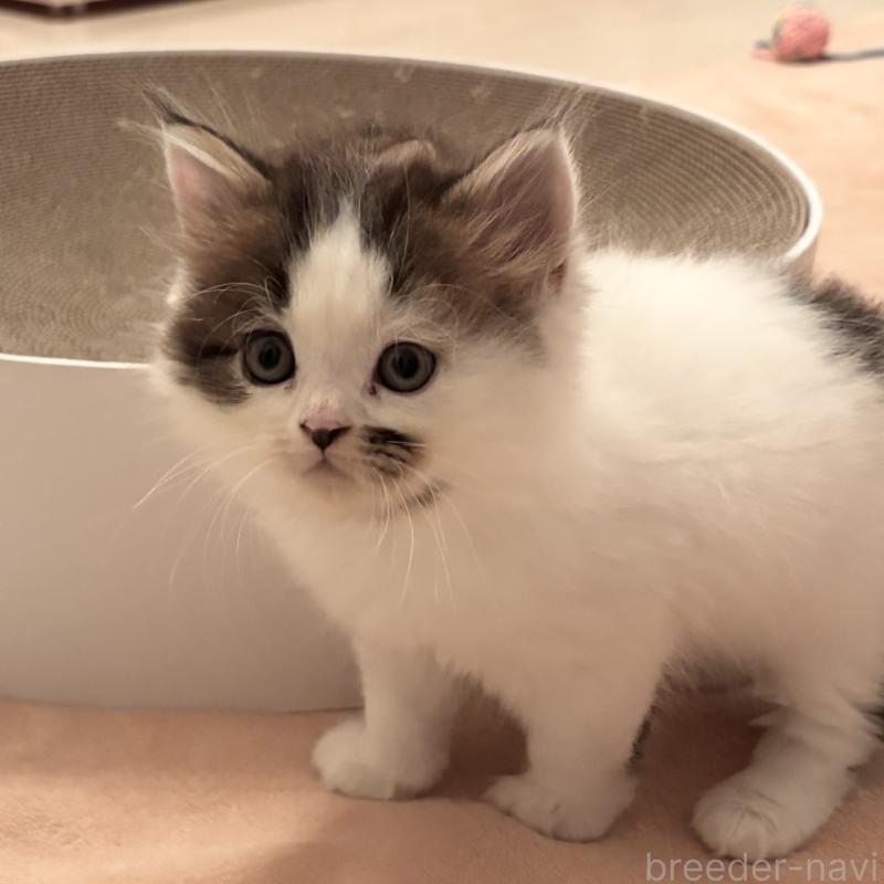 販売中の千葉県のミヌエット-131821の2枚目