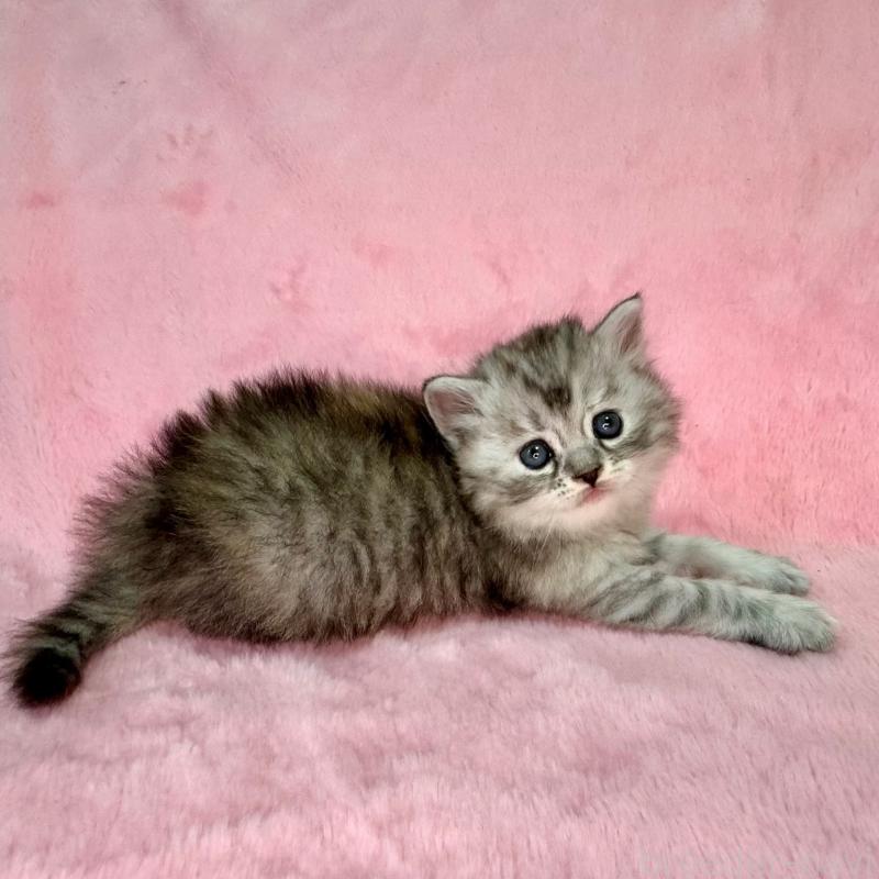 販売中の千葉県のサイベリアン-131819の2枚目