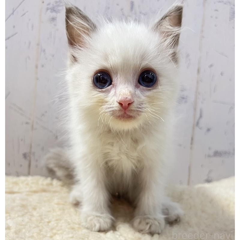 販売中の千葉県のラグドール-131822の1枚目