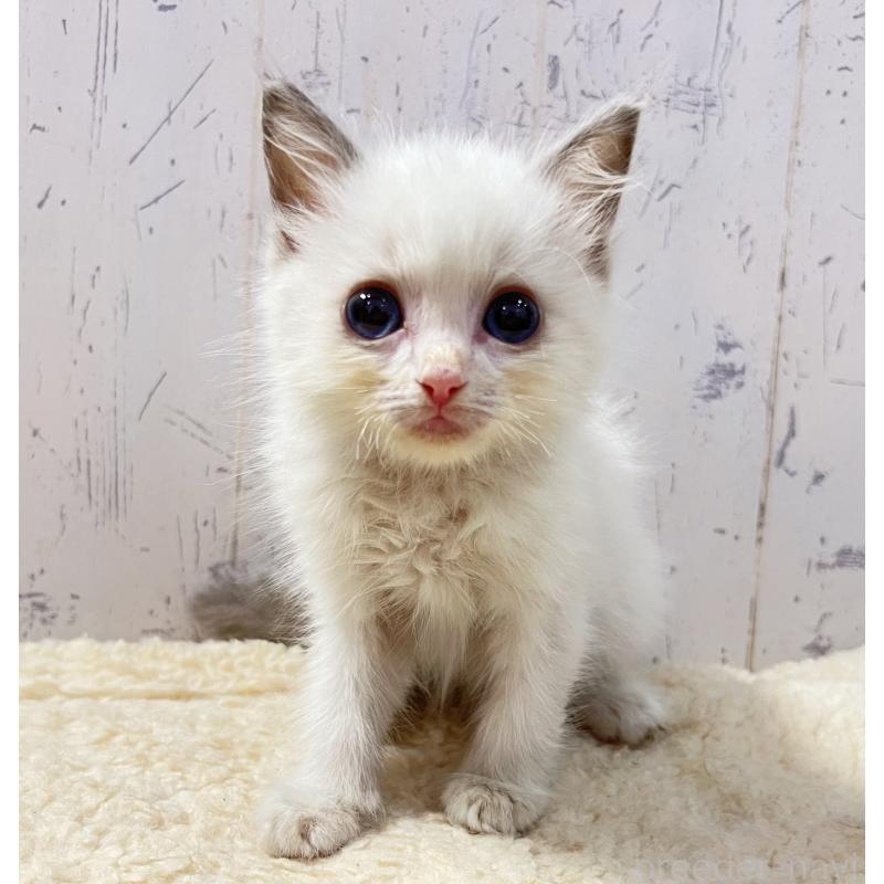 販売中の千葉県のラグドール-131822の7枚目