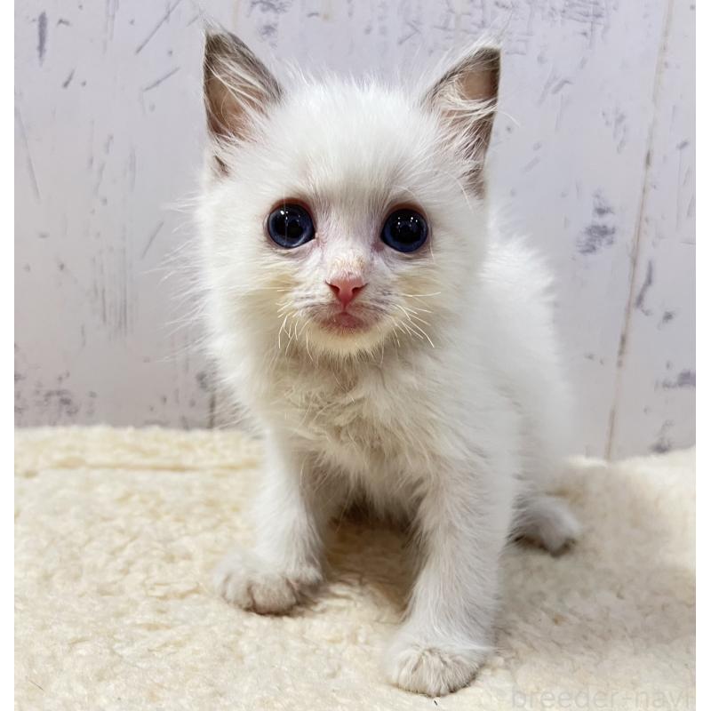 販売中の千葉県のラグドール-131822の6枚目