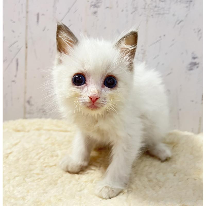 販売中の千葉県のラグドール-131822の5枚目