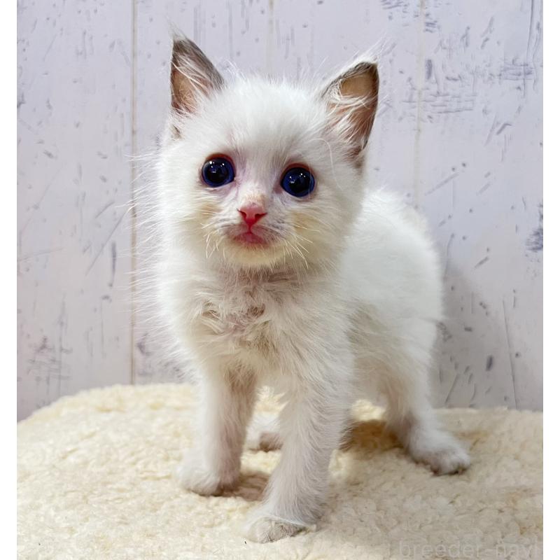 販売中の千葉県のラグドール-131822の4枚目