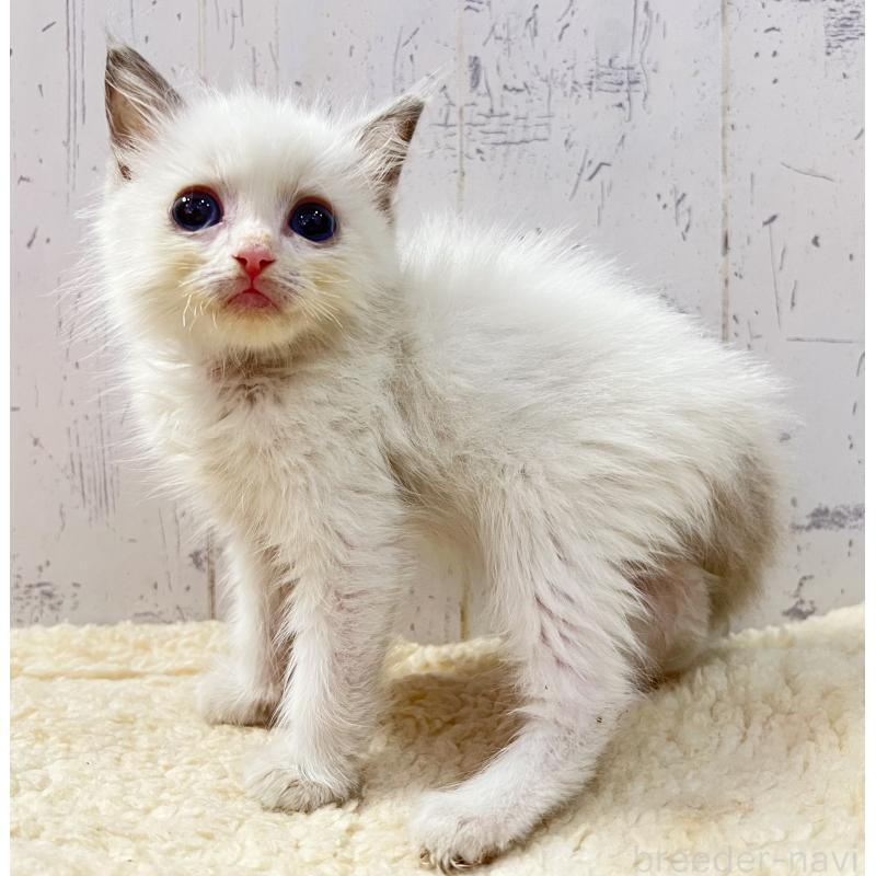 販売中の千葉県のラグドール-131822の3枚目