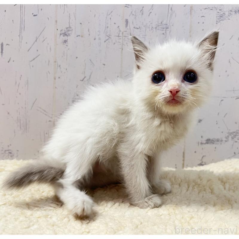 販売中の千葉県のラグドール-131822の2枚目