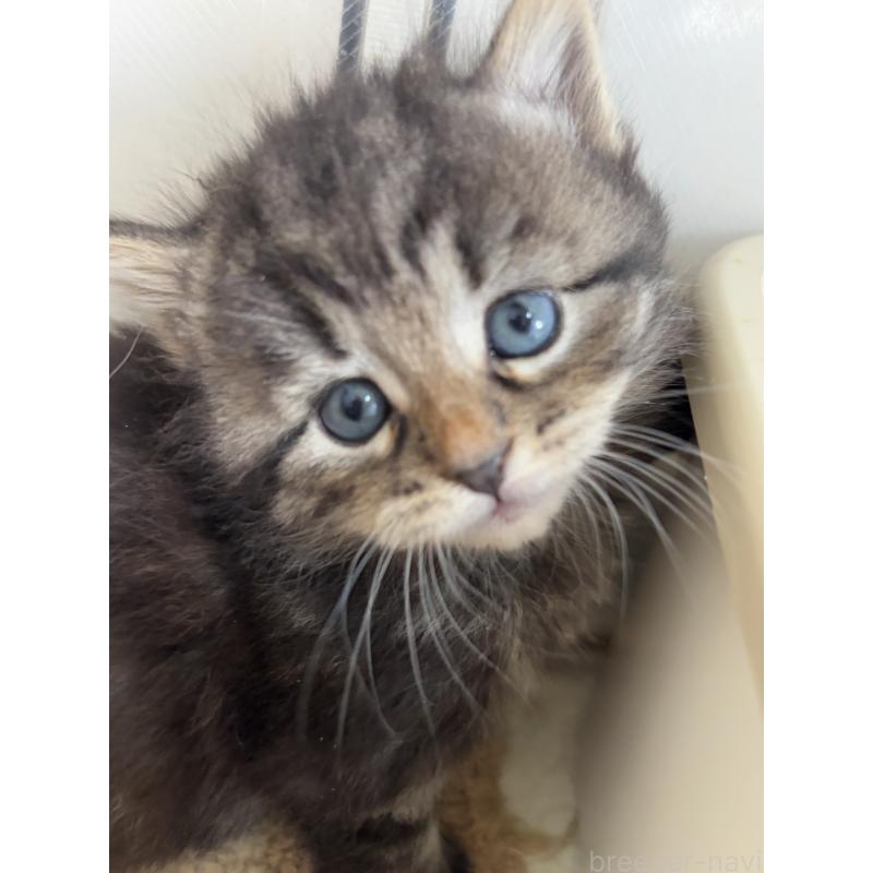 販売中の兵庫県のサイベリアン-131823の3枚目