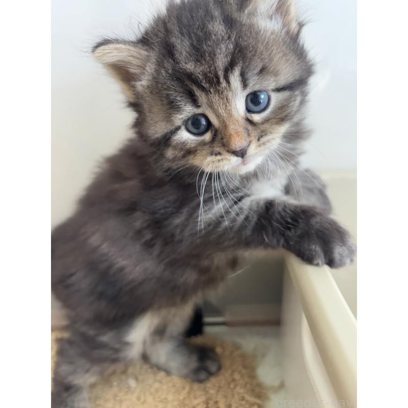 販売中の兵庫県のサイベリアン-131823の2枚目