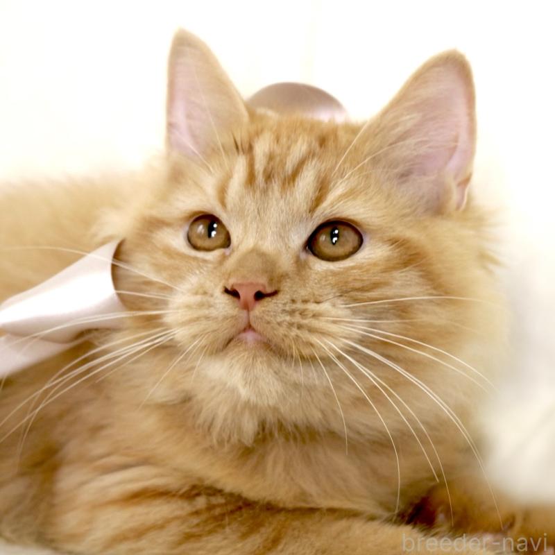 成約済の栃木県のマンチカン-127027の10枚目