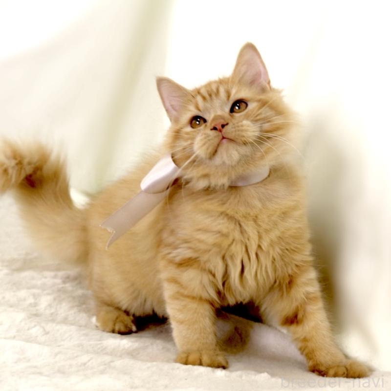 成約済の栃木県のマンチカン-127027の9枚目