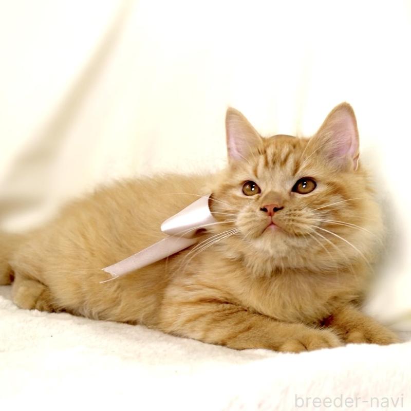 成約済の栃木県のマンチカン-127027の8枚目