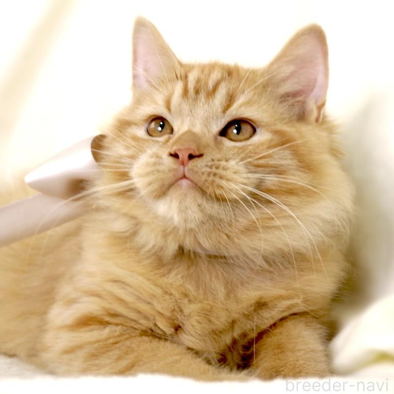 成約済の栃木県のマンチカン-127027の7枚目