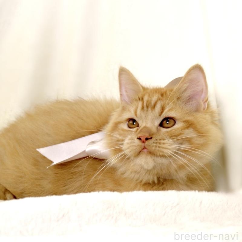 成約済の栃木県のマンチカン-127027の6枚目