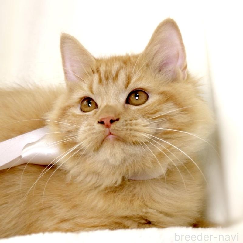 成約済の栃木県のマンチカン-127027の5枚目