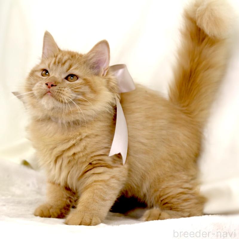 成約済の栃木県のマンチカン-127027の4枚目