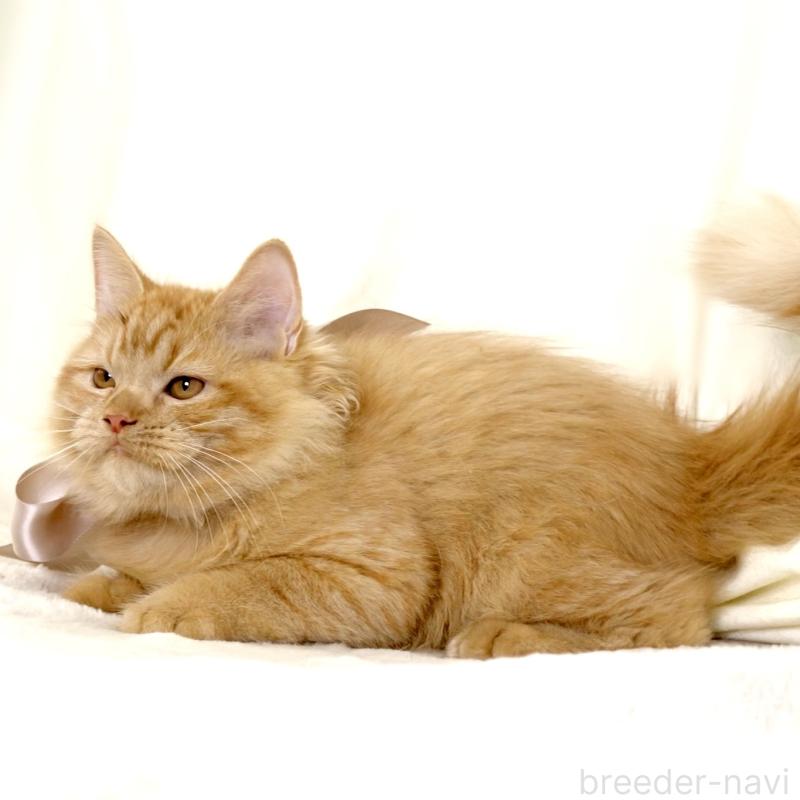 成約済の栃木県のマンチカン-127027の3枚目