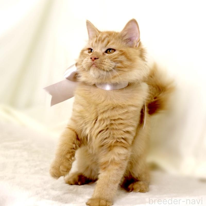 成約済の栃木県のマンチカン-127027の2枚目