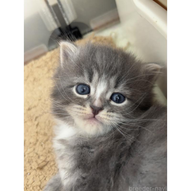 販売中の兵庫県のサイベリアン-131824