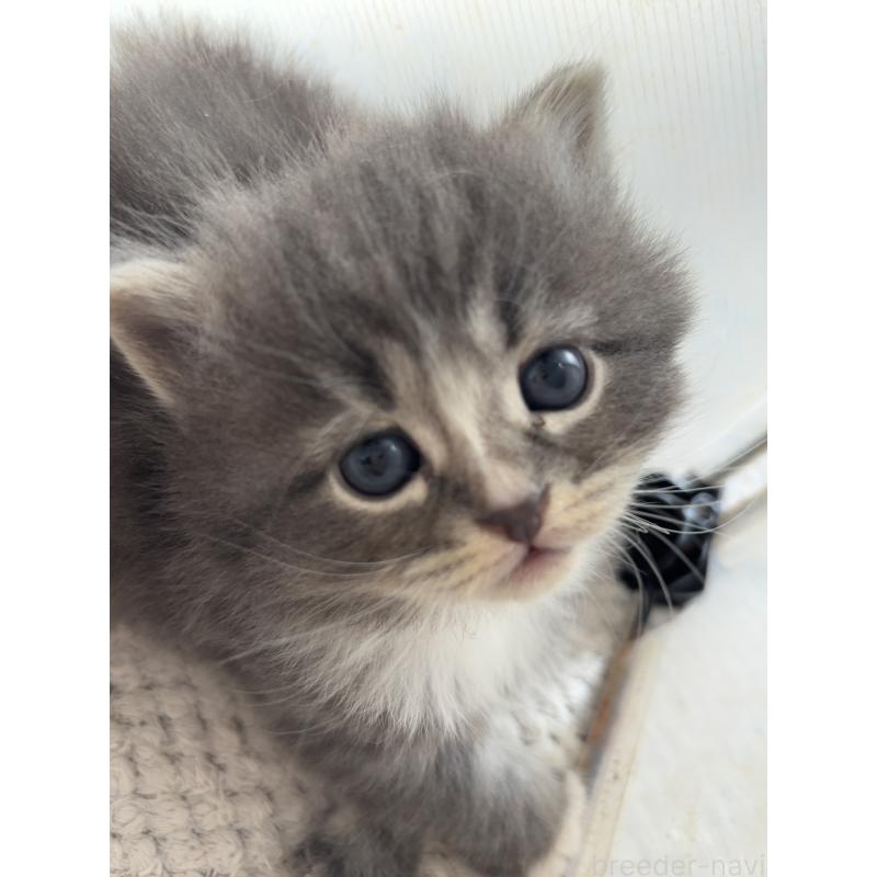 販売中の兵庫県のサイベリアン-131824の3枚目