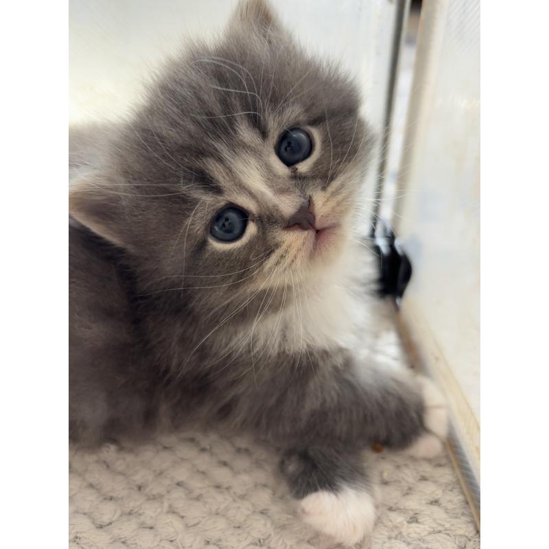 販売中の兵庫県のサイベリアン-131824の2枚目