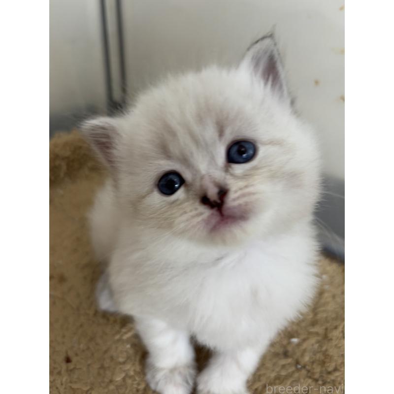 販売中の兵庫県のサイベリアン-131825の3枚目