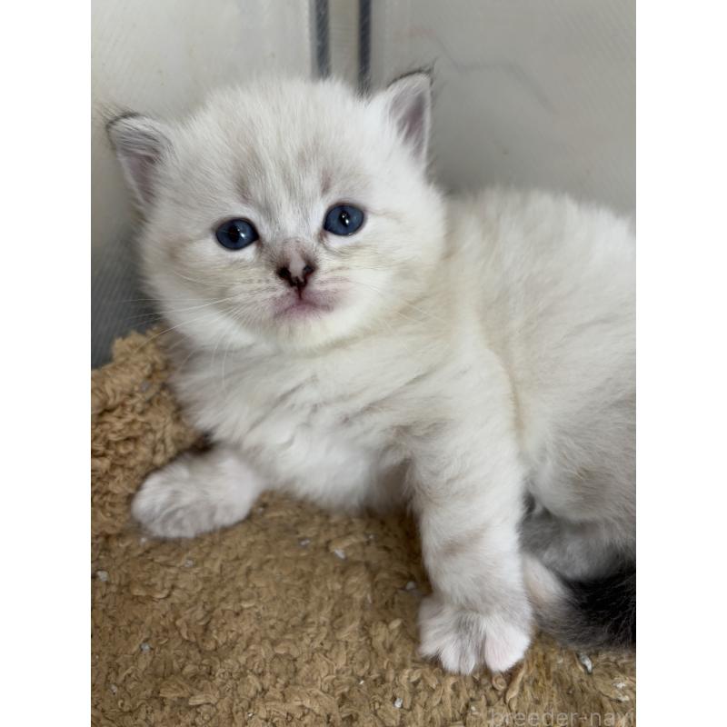 販売中の兵庫県のサイベリアン-131825の2枚目