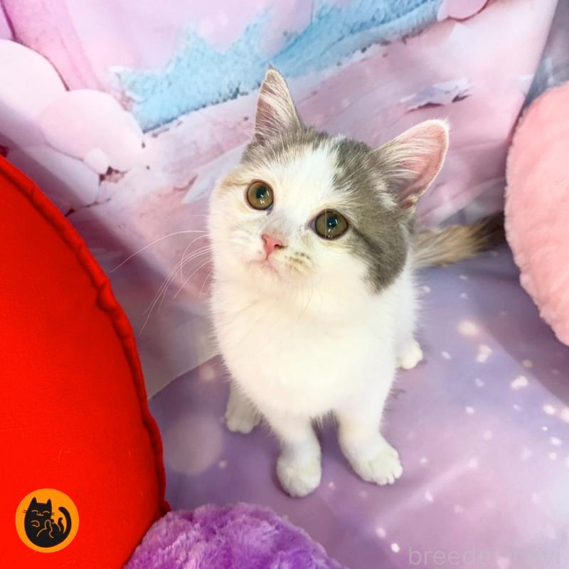 販売中の大阪府のスコティッシュフォールド-131247