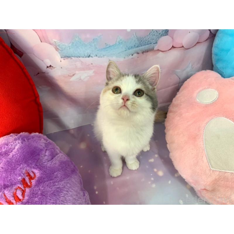 成約済の大阪府のスコティッシュフォールド-131247の2枚目