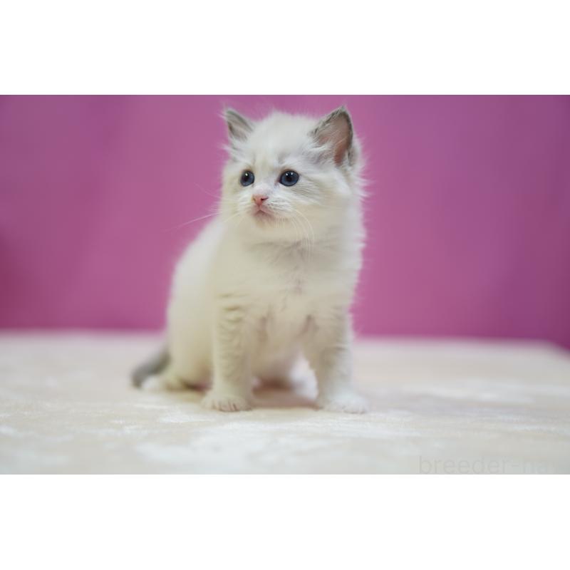 販売中の埼玉県のラグドール-131010の8枚目