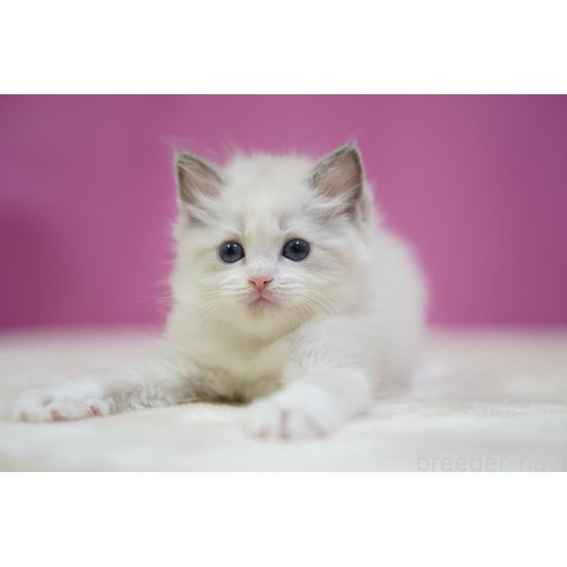 販売中の埼玉県のラグドール-131010の6枚目