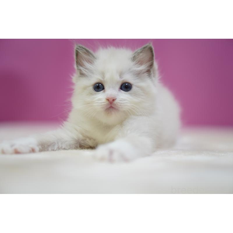 販売中の埼玉県のラグドール-131010の5枚目