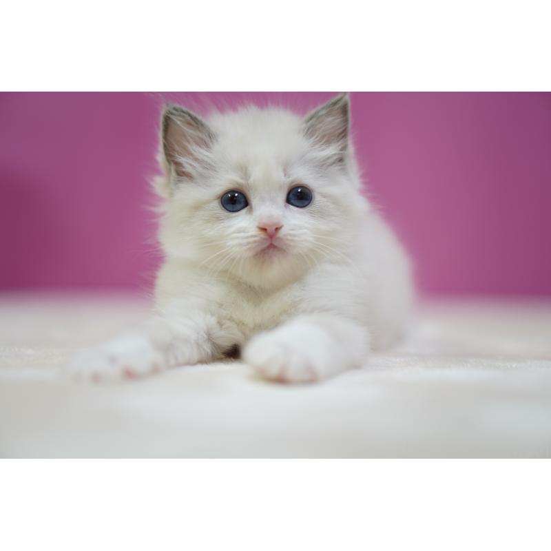 販売中の埼玉県のラグドール-131010の4枚目