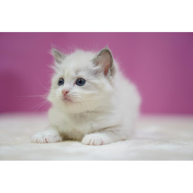 販売中の埼玉県のラグドール-131010の3枚目