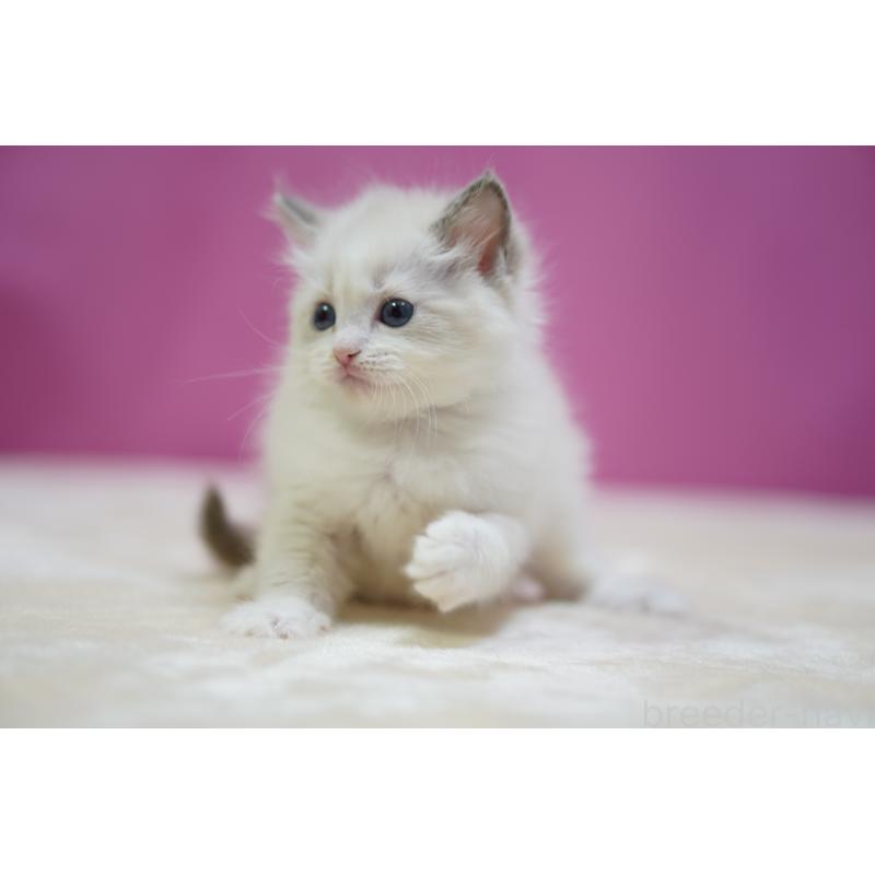 販売中の埼玉県のラグドール-131010の2枚目