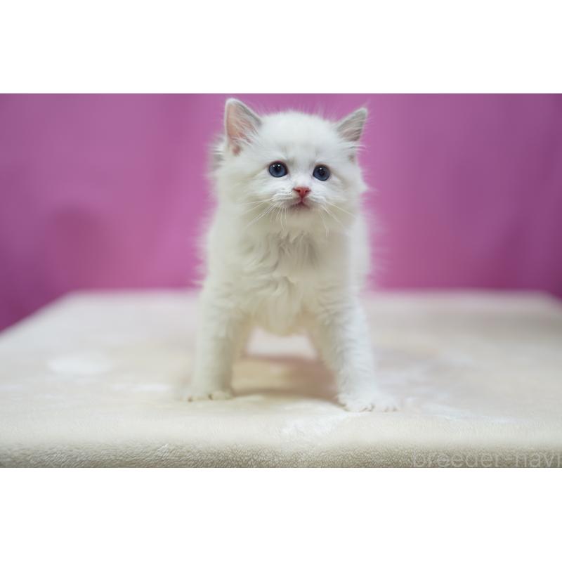 販売中の埼玉県のラグドール-131006の9枚目