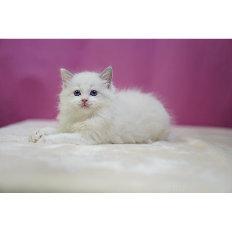 販売中の埼玉県のラグドール-131006の7枚目