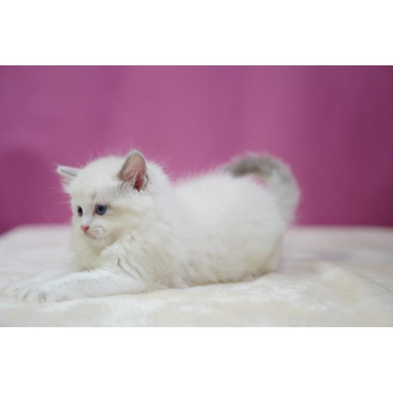 販売中の埼玉県のラグドール-131006の6枚目