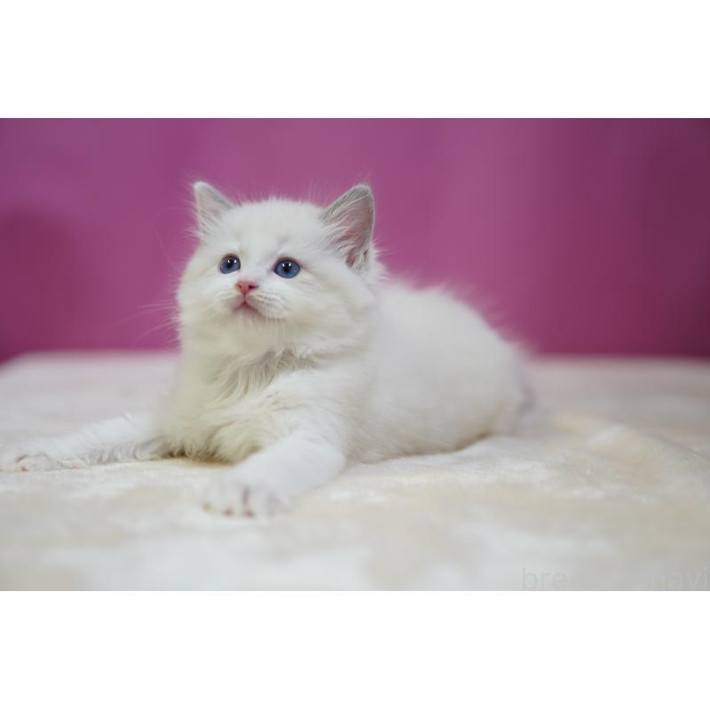 販売中の埼玉県のラグドール-131006の5枚目