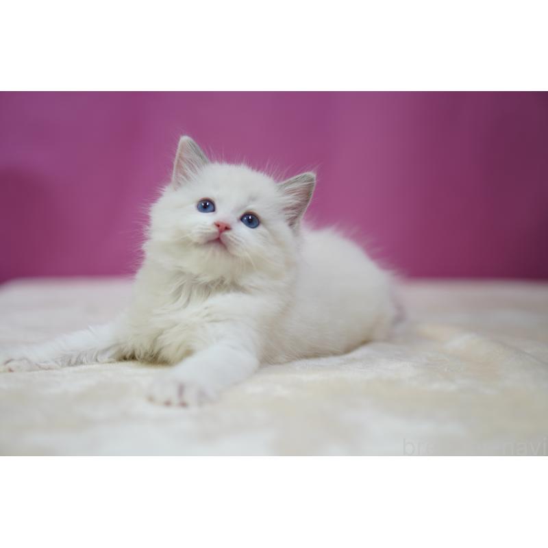 販売中の埼玉県のラグドール-131006の4枚目