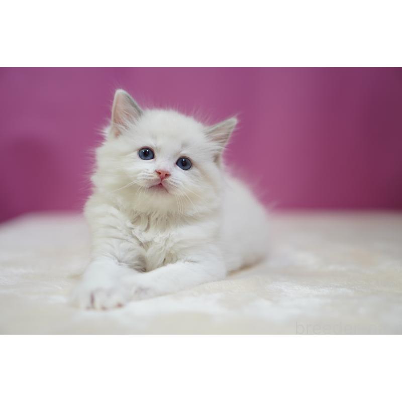 販売中の埼玉県のラグドール-131006の3枚目