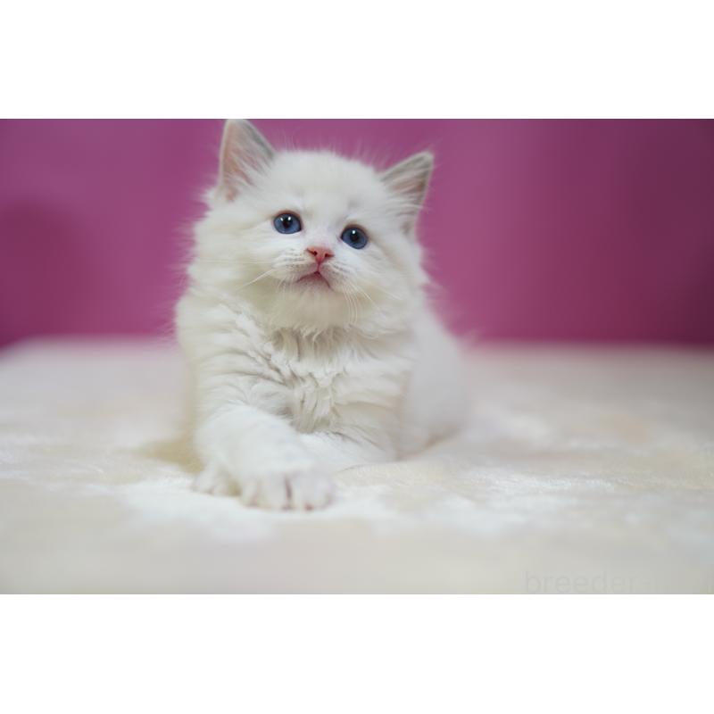 販売中の埼玉県のラグドール-131006の2枚目