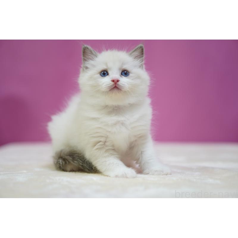 販売中の埼玉県のラグドール-131008の6枚目