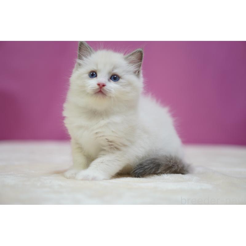 販売中の埼玉県のラグドール-131008の4枚目