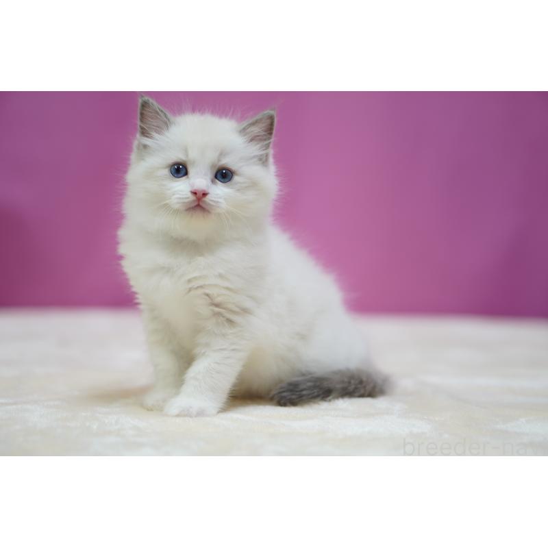 販売中の埼玉県のラグドール-131008の3枚目