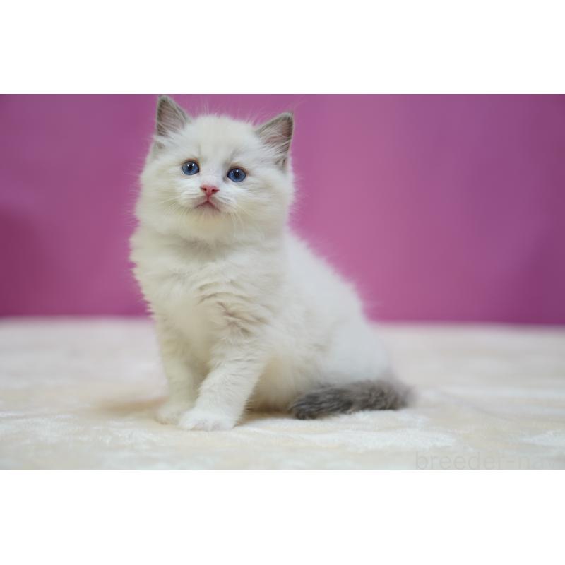 販売中の埼玉県のラグドール-131008の2枚目