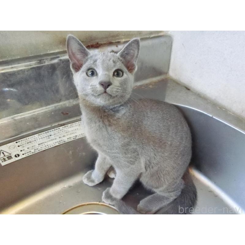 販売中の兵庫県のロシアンブルー-130063の6枚目