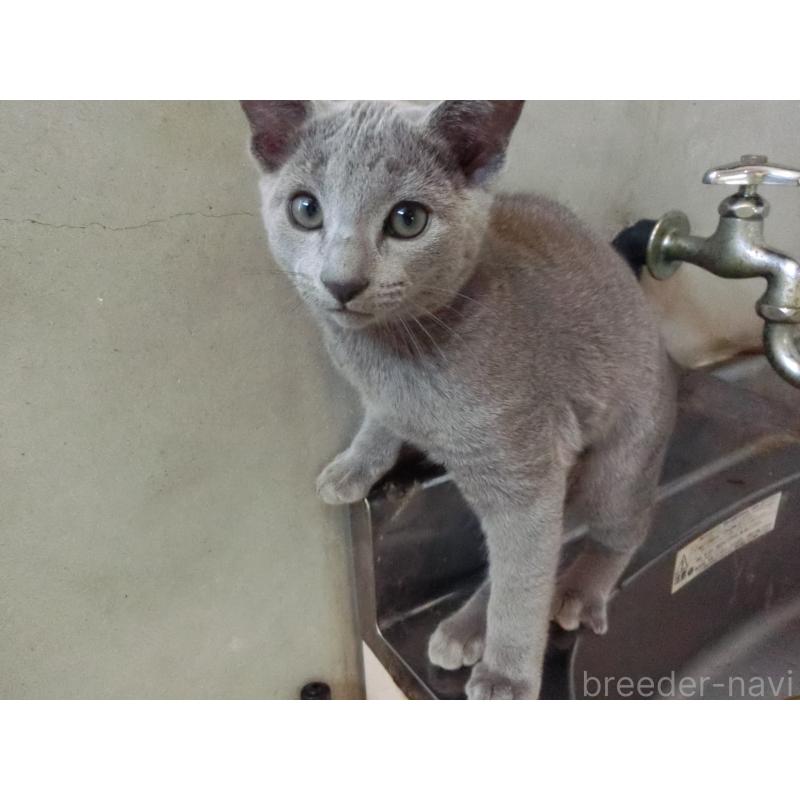 販売中の兵庫県のロシアンブルー-130063の5枚目