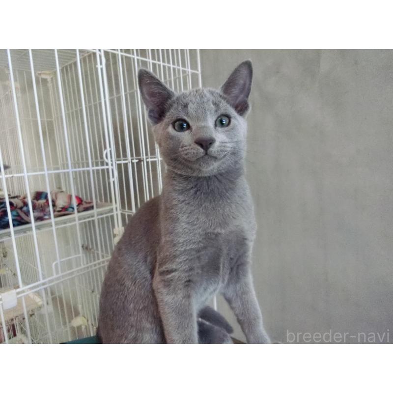 販売中の兵庫県のロシアンブルー-130063の4枚目