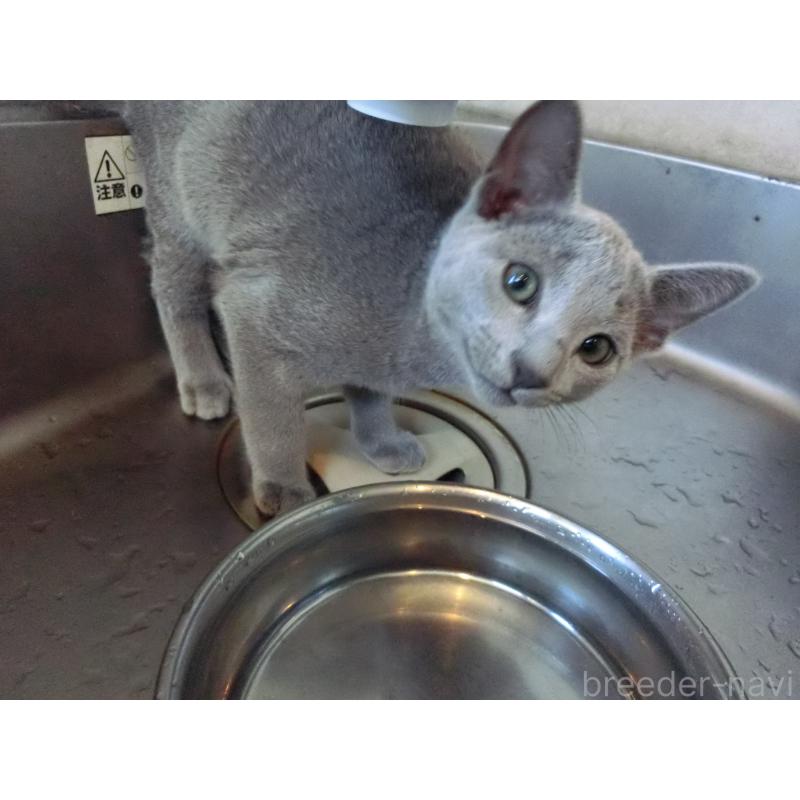 販売中の兵庫県のロシアンブルー-130063の2枚目